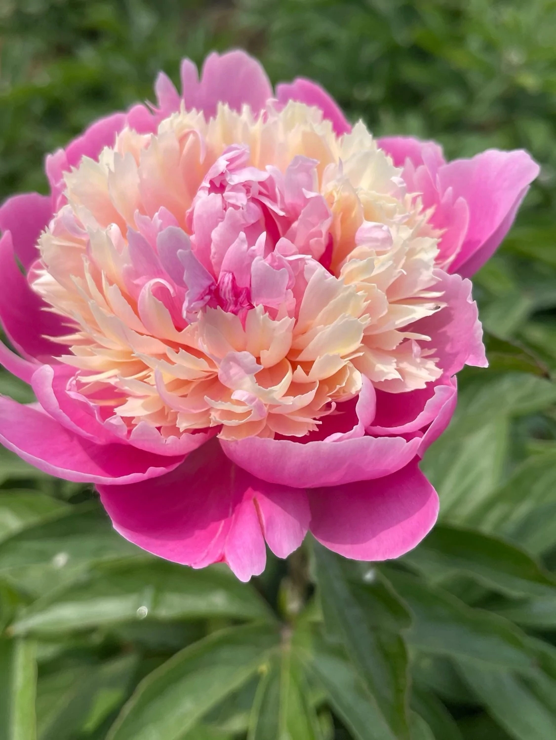 预定复色芍药春晓，秋季发货，先送花肥