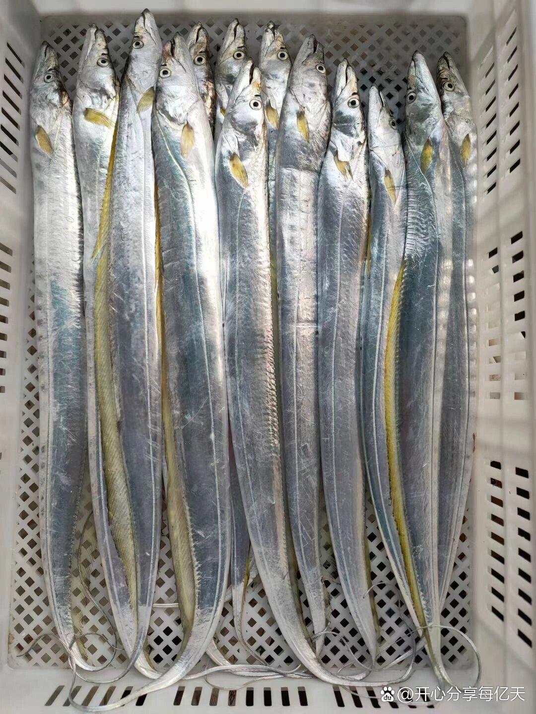 广西北海电建码头带鱼
