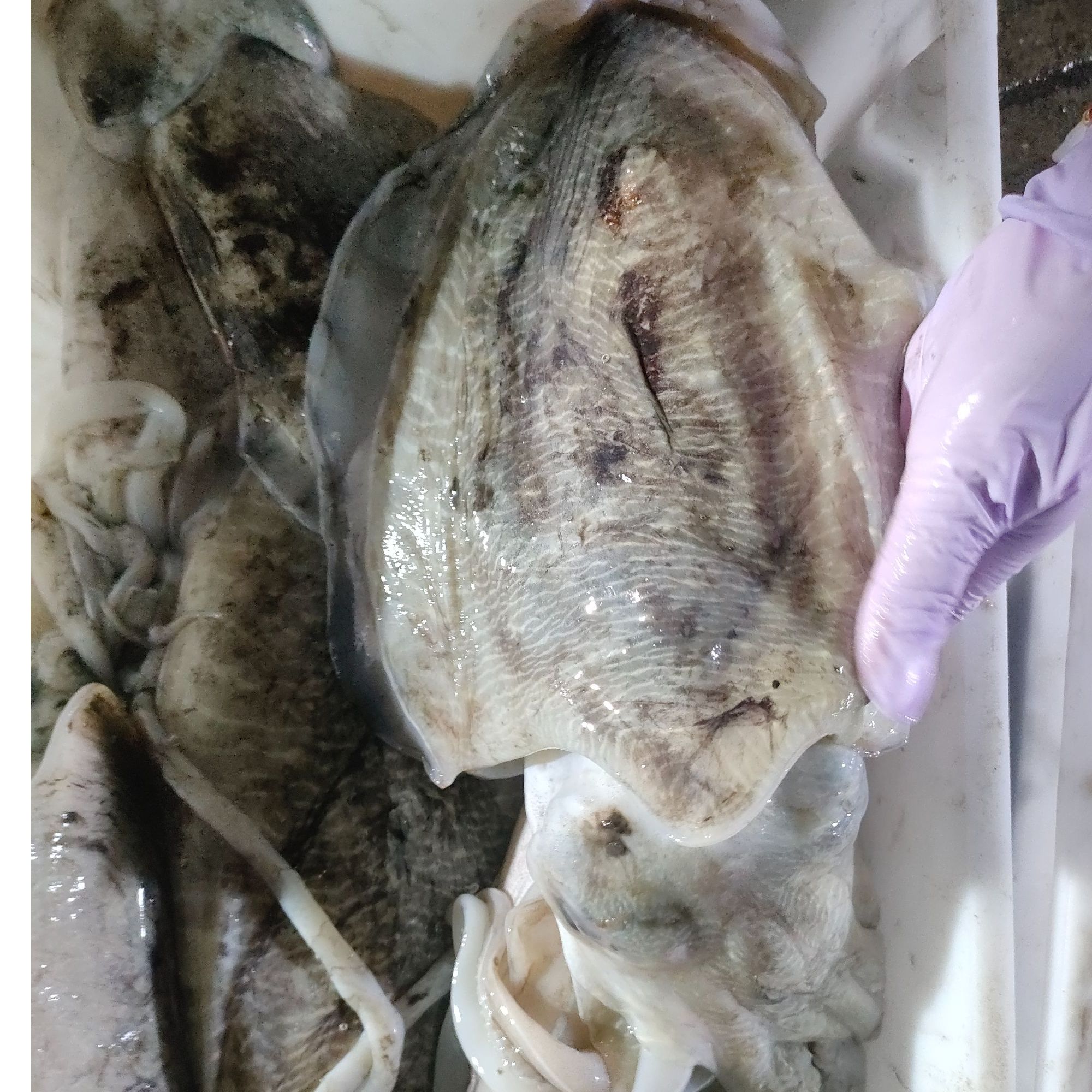 北海电建码头墨鱼