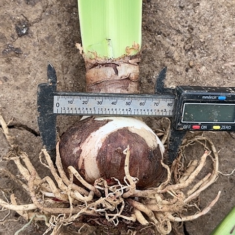 南非玫瑰花样8左右