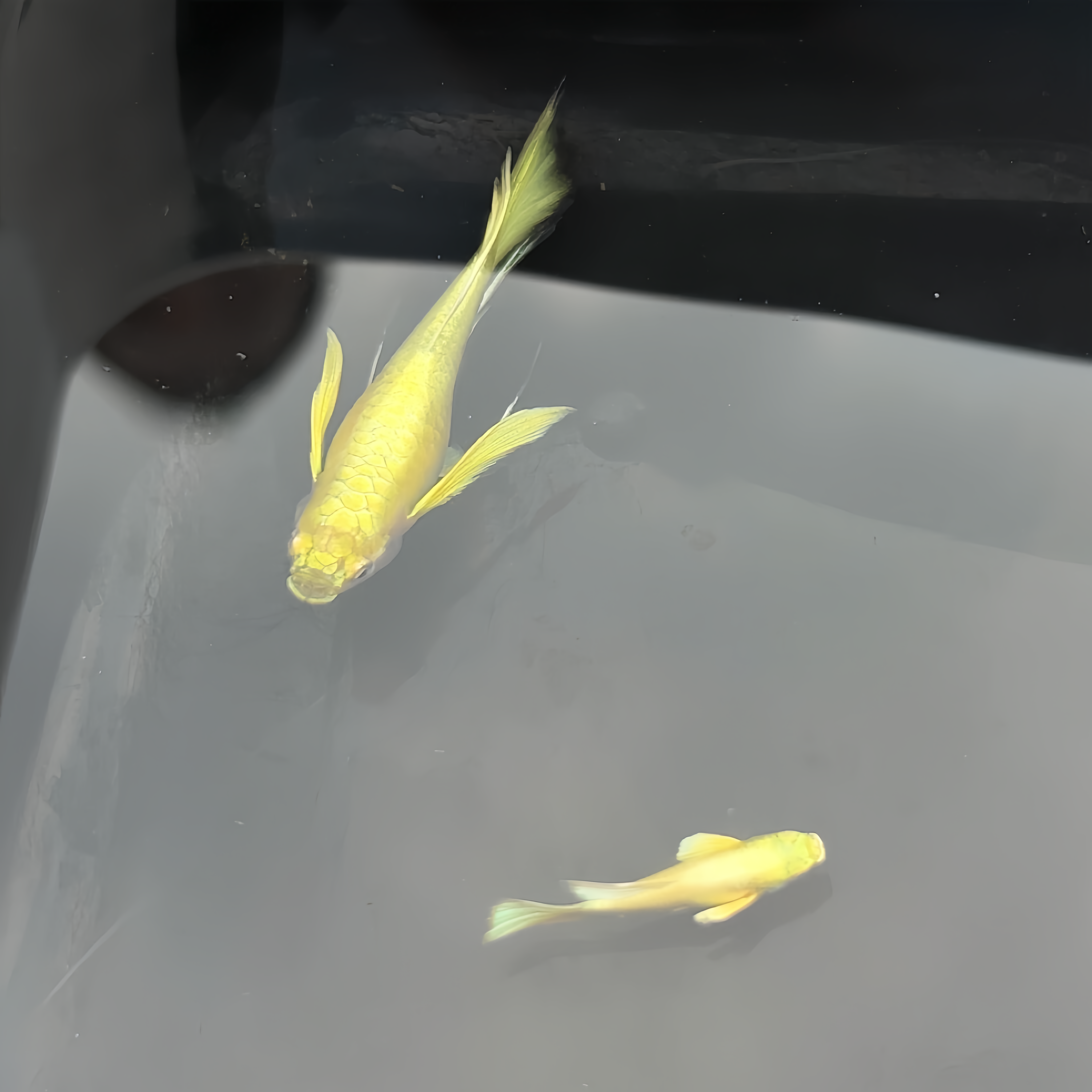 【精品黄金满麟孔雀鱼飘带体】精品小型淡水热带观赏鱼胎生宠物鱼