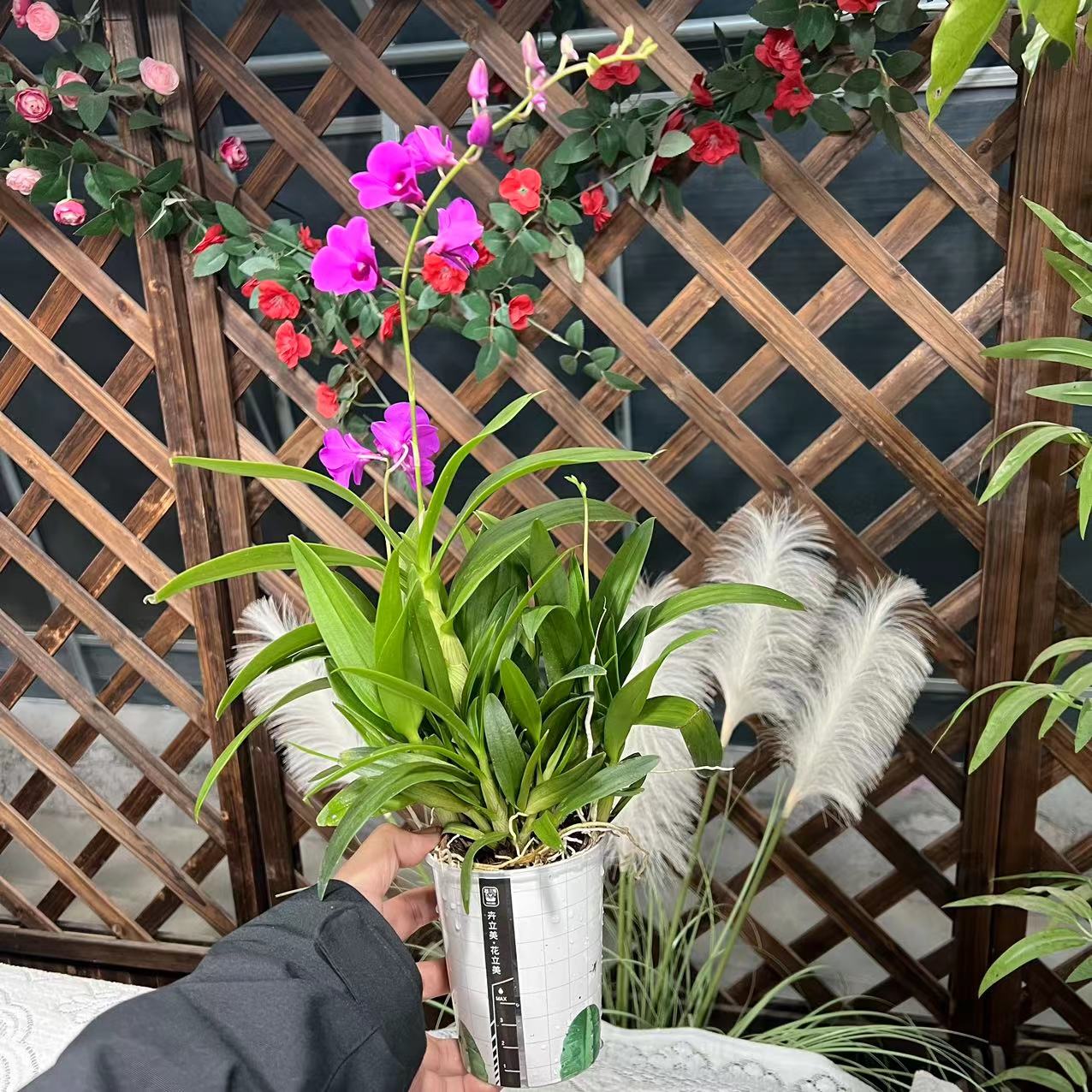【胖胖】石斛兰（朝阳）单剑 室内高端观赏花
