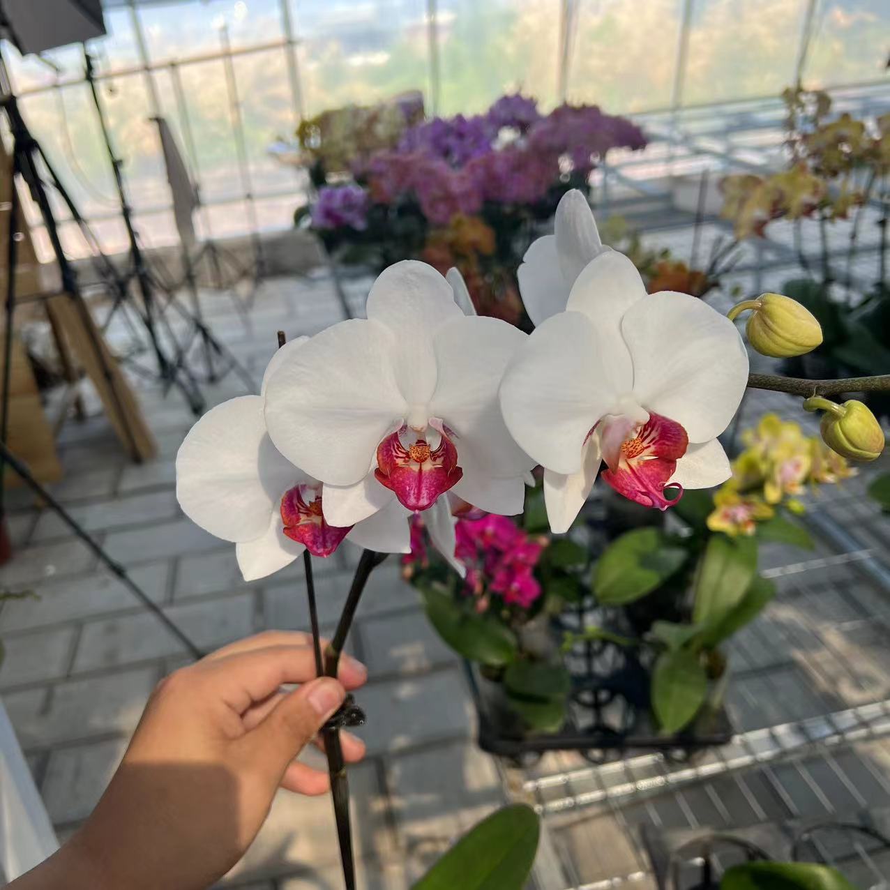 【二店】（一见钟情）单花剑大花蝴蝶兰带花带花苞发货