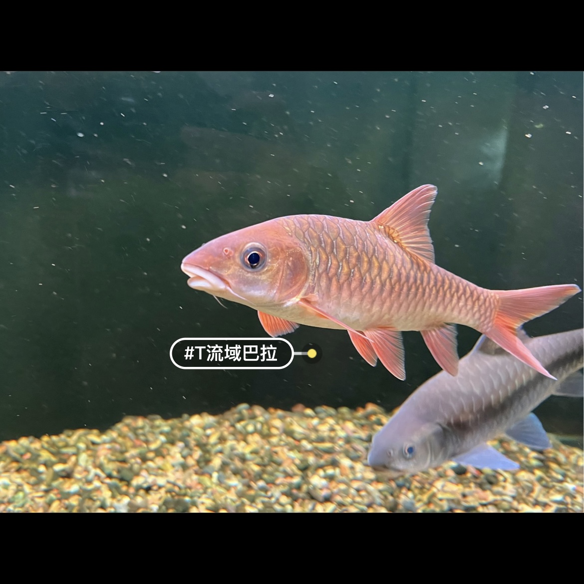 哥拉巴拉t流域红吉罗观赏鱼活体鱼顺丰包邮