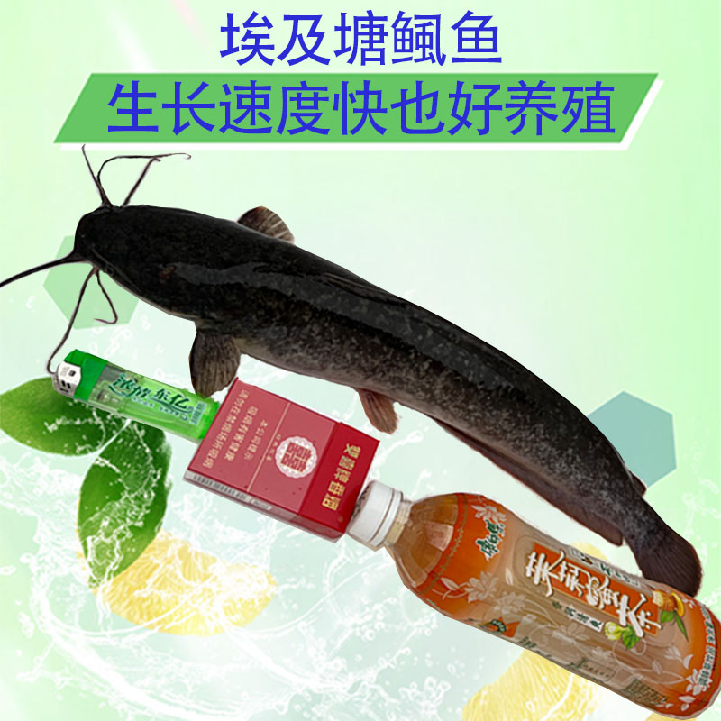 宠物活体埃及塘鲺鱼胡子鲶鱼