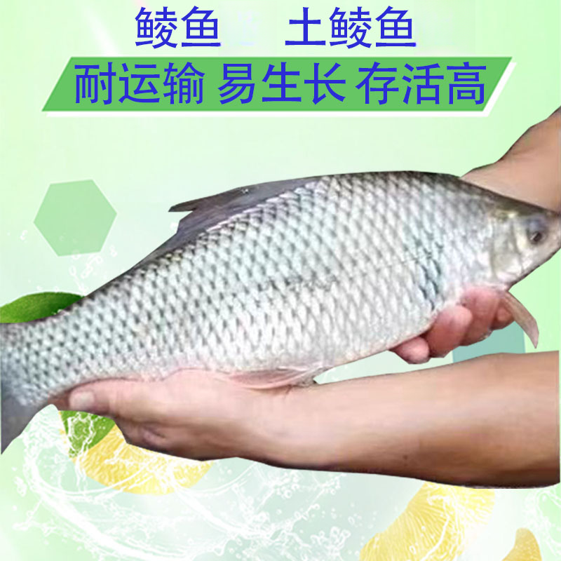 宠物活体观赏土鲮鱼淡水食用养殖鲮鱼活鱼土凌鱼