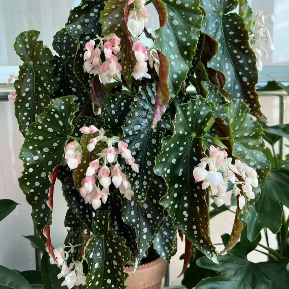 （拍三送一）鳟鱼进口秋海棠ins风网红绿植盆栽阳台客厅观赏植株