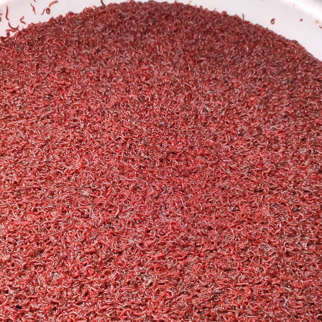 3斤活冻无水小红虫