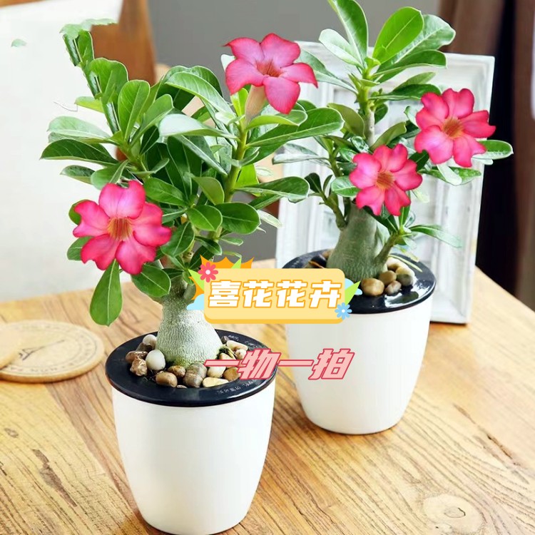 沙漠玫瑰盆栽多色好养易活，喜阳不喜水，直播间一物一拍