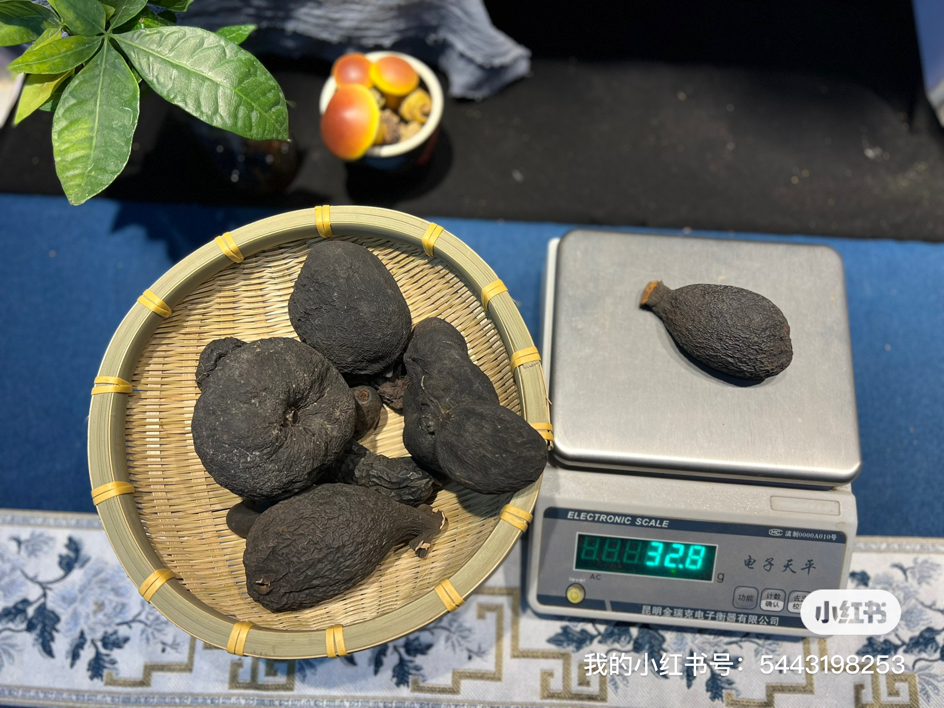 云南鸡棕胆雷震子黑皮