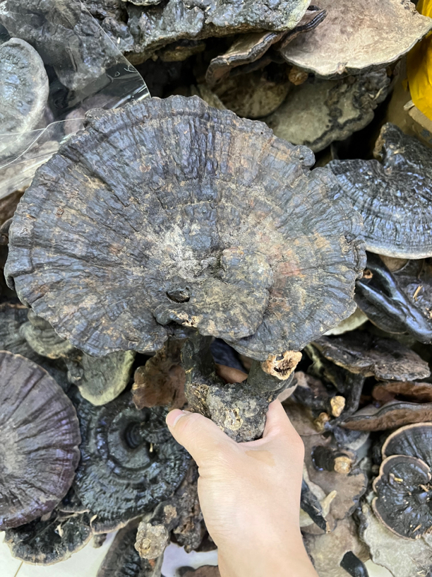 贵州 紫林芝 特大精选林芝 山珍格桑家