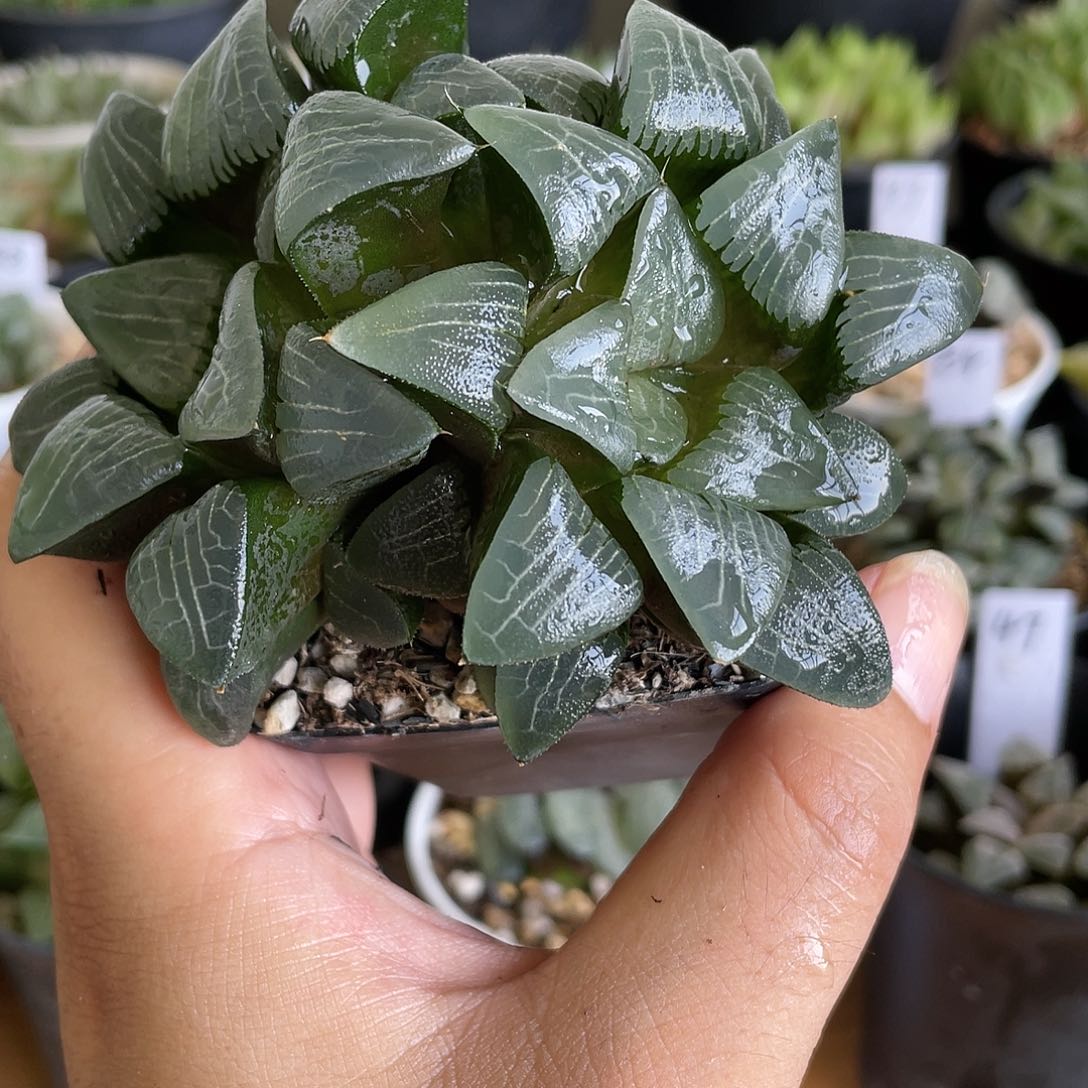 【闪购商品】背靠背实方克