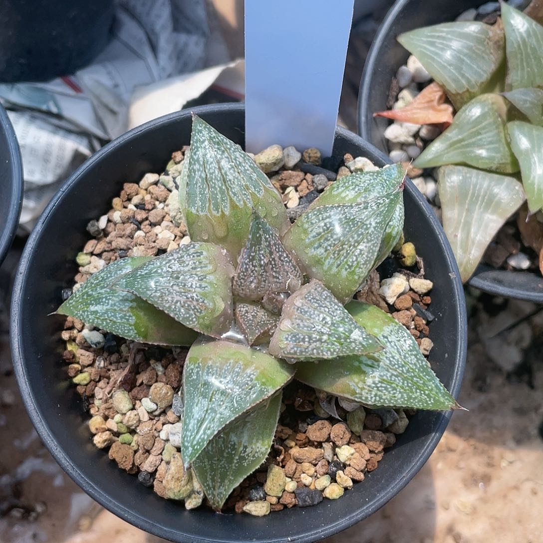 【闪购商品】3号实生白银蟹