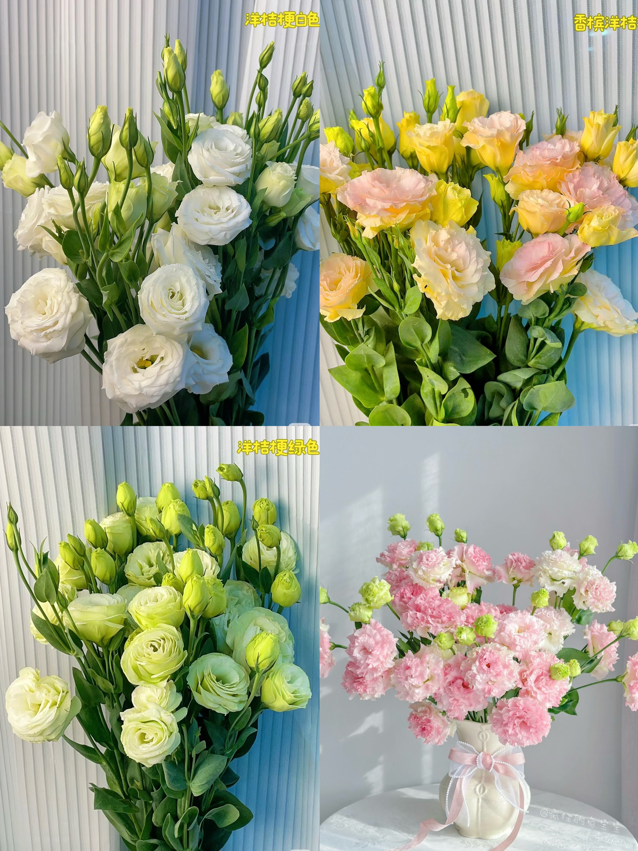 白色洋桔梗600g--两单包邮--云南基地直发--新鲜优选鲜花