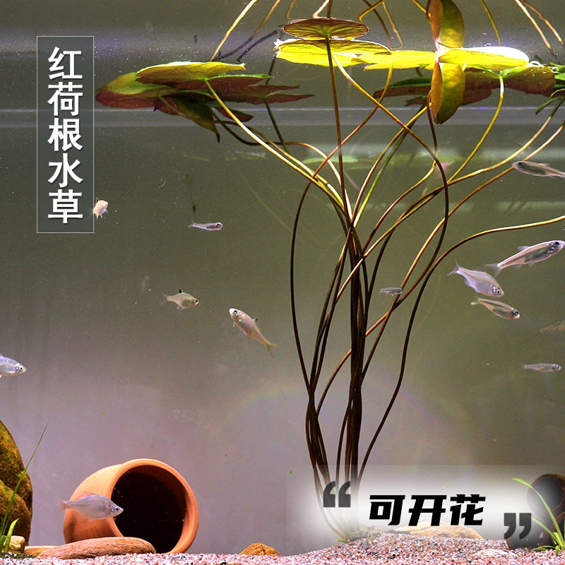 红荷根水草鱼缸水族箱鱼池造景装饰淡水中后景耐养浮叶睡莲科活体