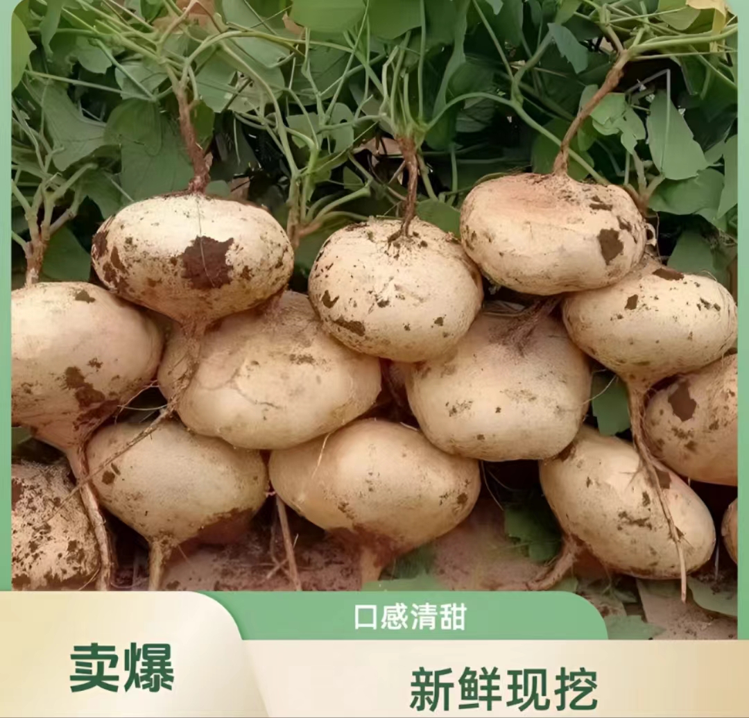 现挖沙地凉薯直发脆甜多汁现挖沙葛地萝卜农家自种新鲜地瓜