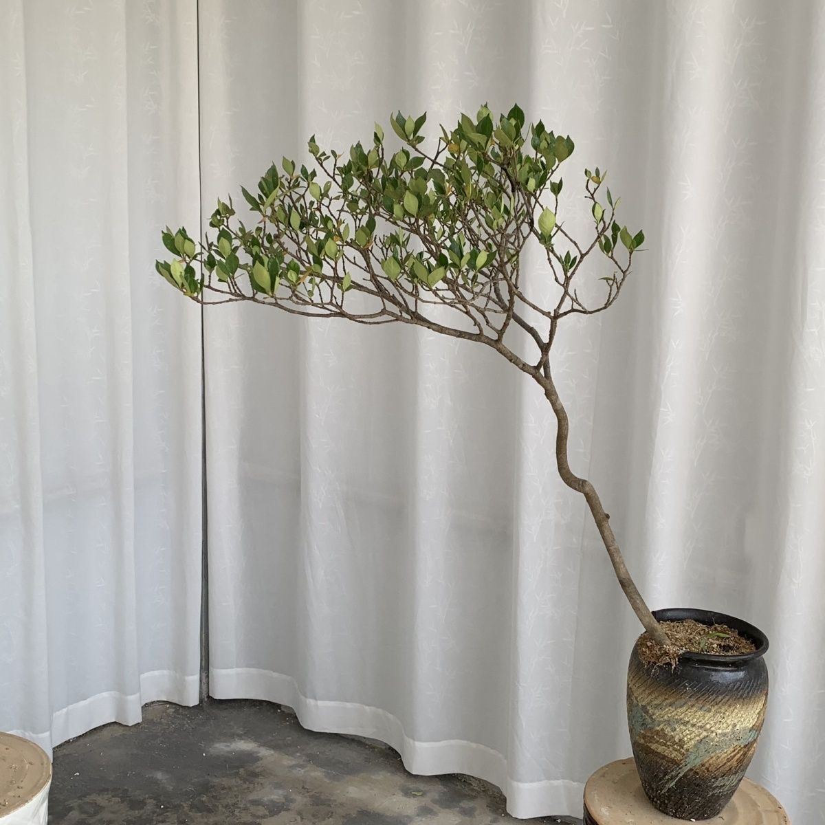 栀子花春花野蓝莓杜鹃老鸭海岛海岛春花海岛栀子花室内绿植盆栽