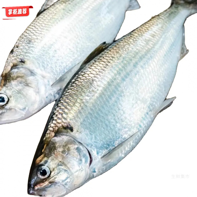 国庆好礼鲥鱼新鲜冷冻捕捞1.6-1.8斤单条精品大条装邮顺丰大规格