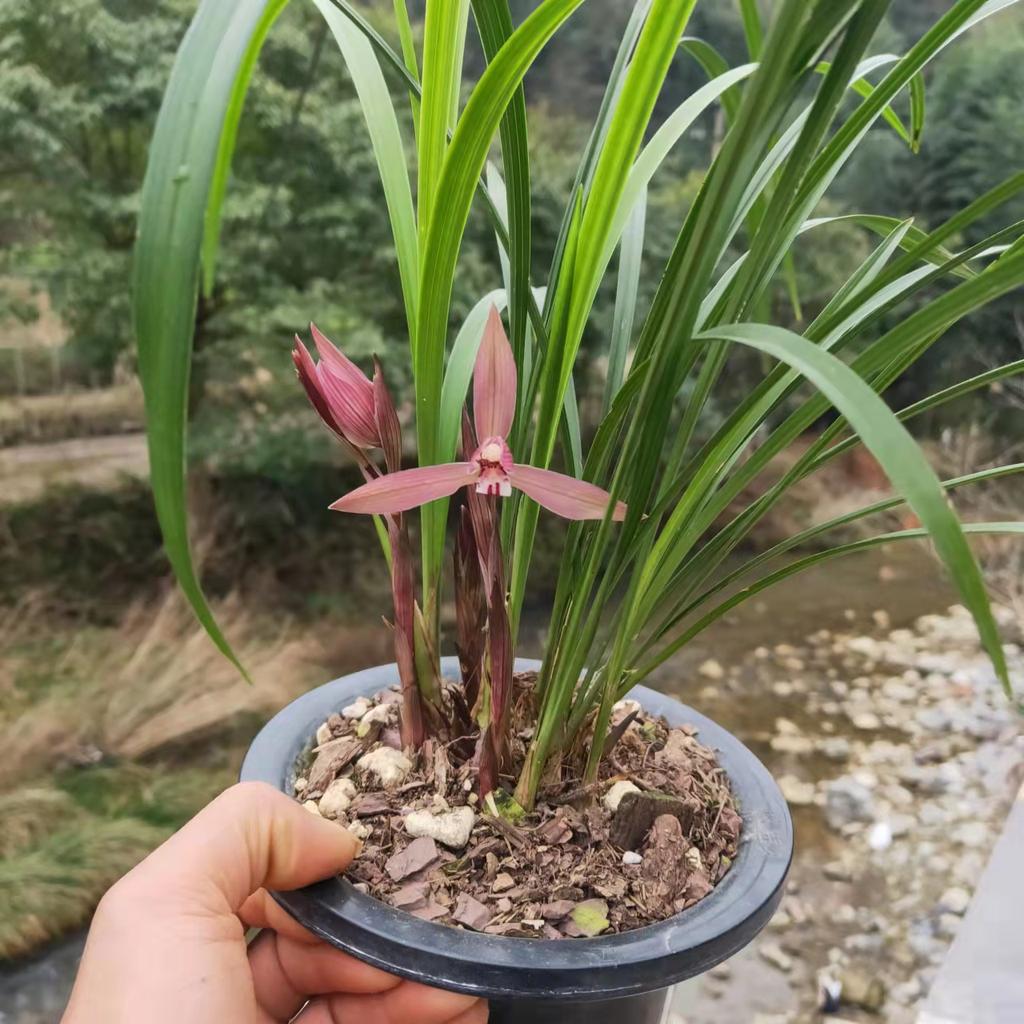 春兰多苗带花包盆