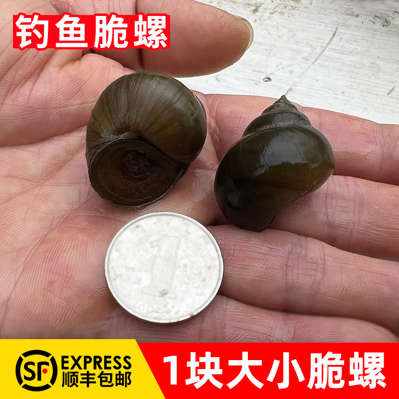 脆螺1块大小鲜活钓鱼饵料青鱼挂钩薄壳翠螺鱼饵大青螺蛳田螺螺丝