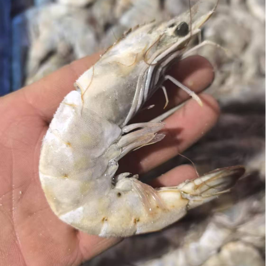白虾白虾，肉质好有嚼头，排盘单冻 ，每箱3.3斤