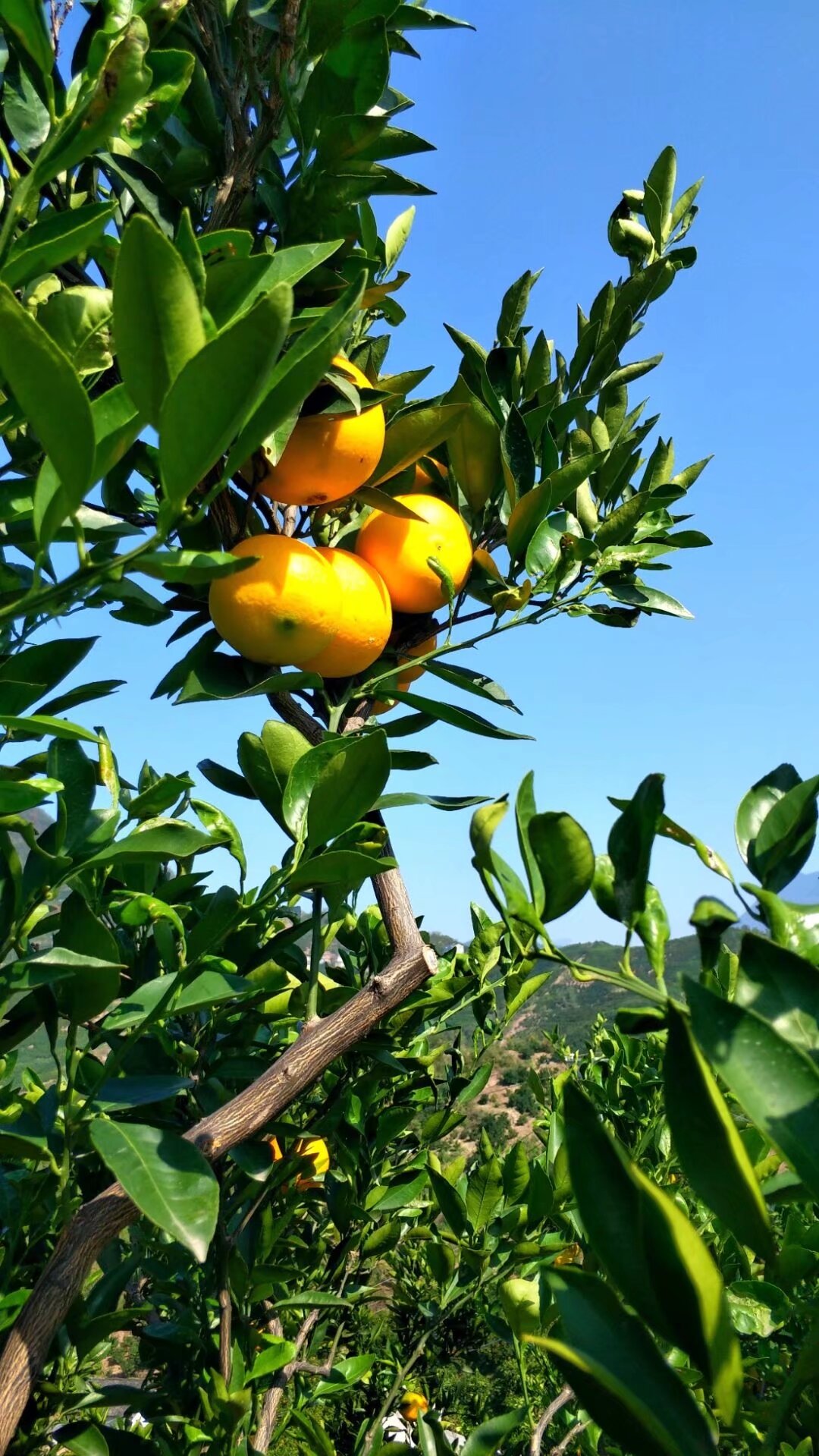 辉爷专属 自种爆汁橙