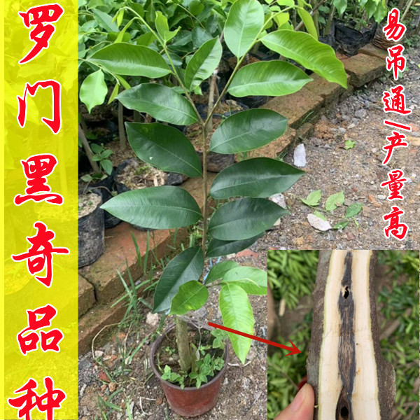 （罗门黑奇）奇楠沉香苗电白发货