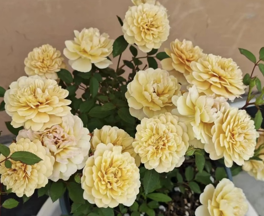 微月焦糖布丁月季扦插小苗复古色勤花爆花多头绿植盆栽花卉植物