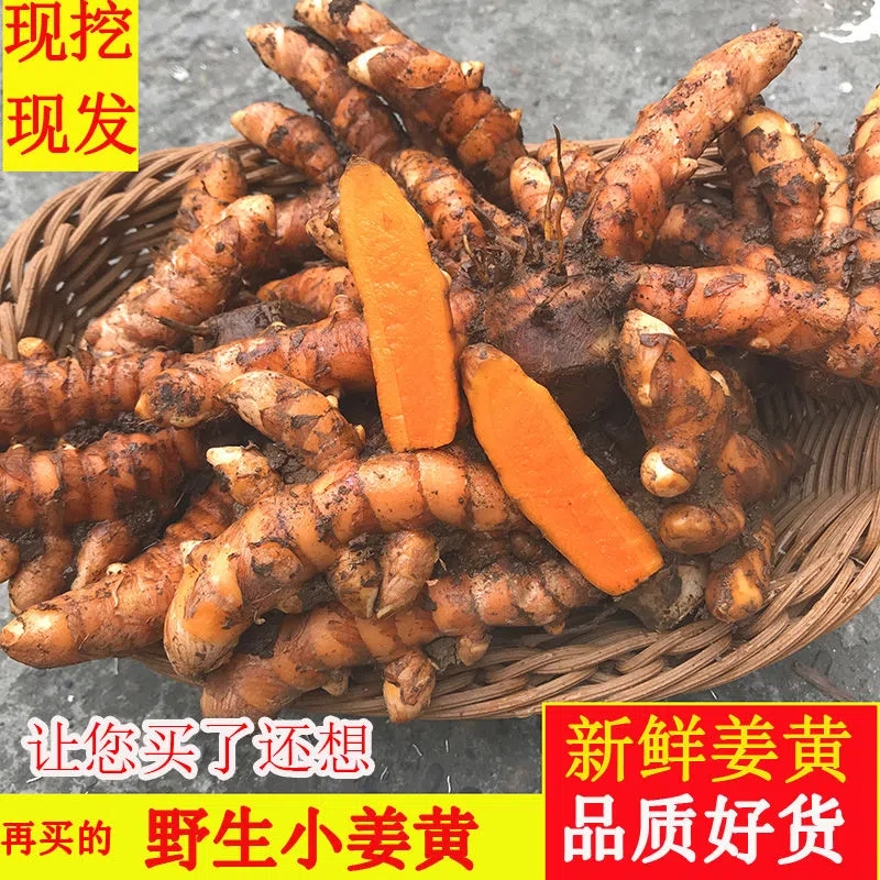 广西野生小姜黄现挖现发新鲜小黄姜月子姜煲汤食材靓货500g农产品