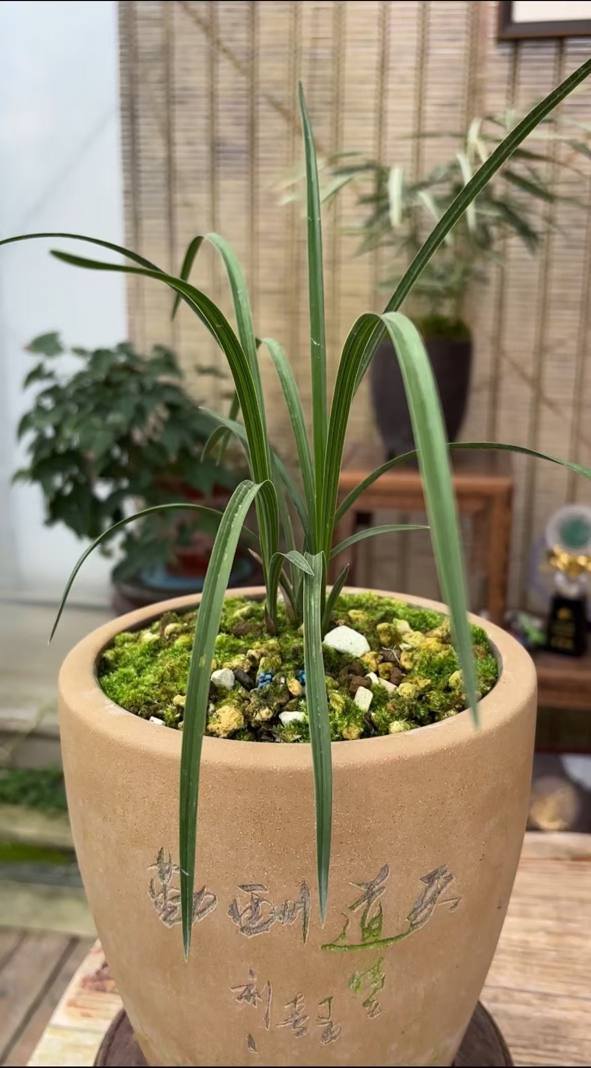 兰花盆景兰草兰花室内蕙兰（直播间专拍，请勿随意下单东方神木兰）