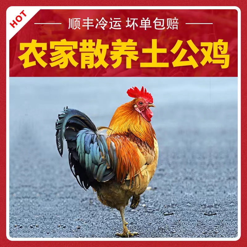 【公鸡】正宗山间散养高品质公鸡走地鸡肉质紧实1100g速冻顺丰冷链