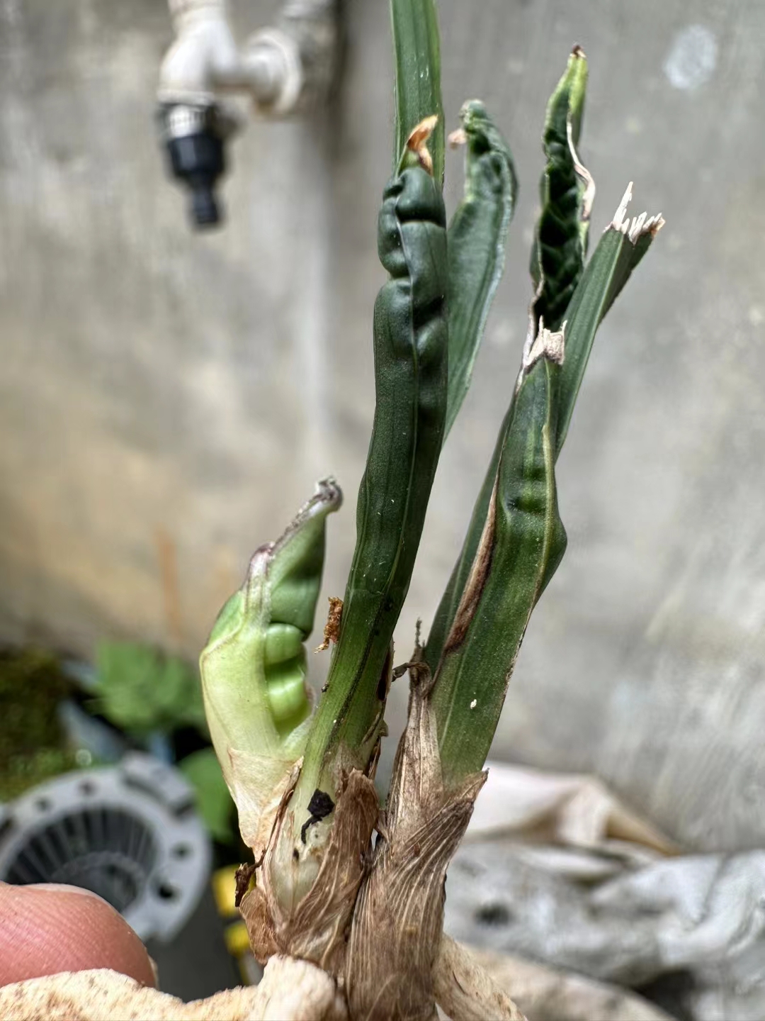 春兰，蕙兰，莲瓣兰