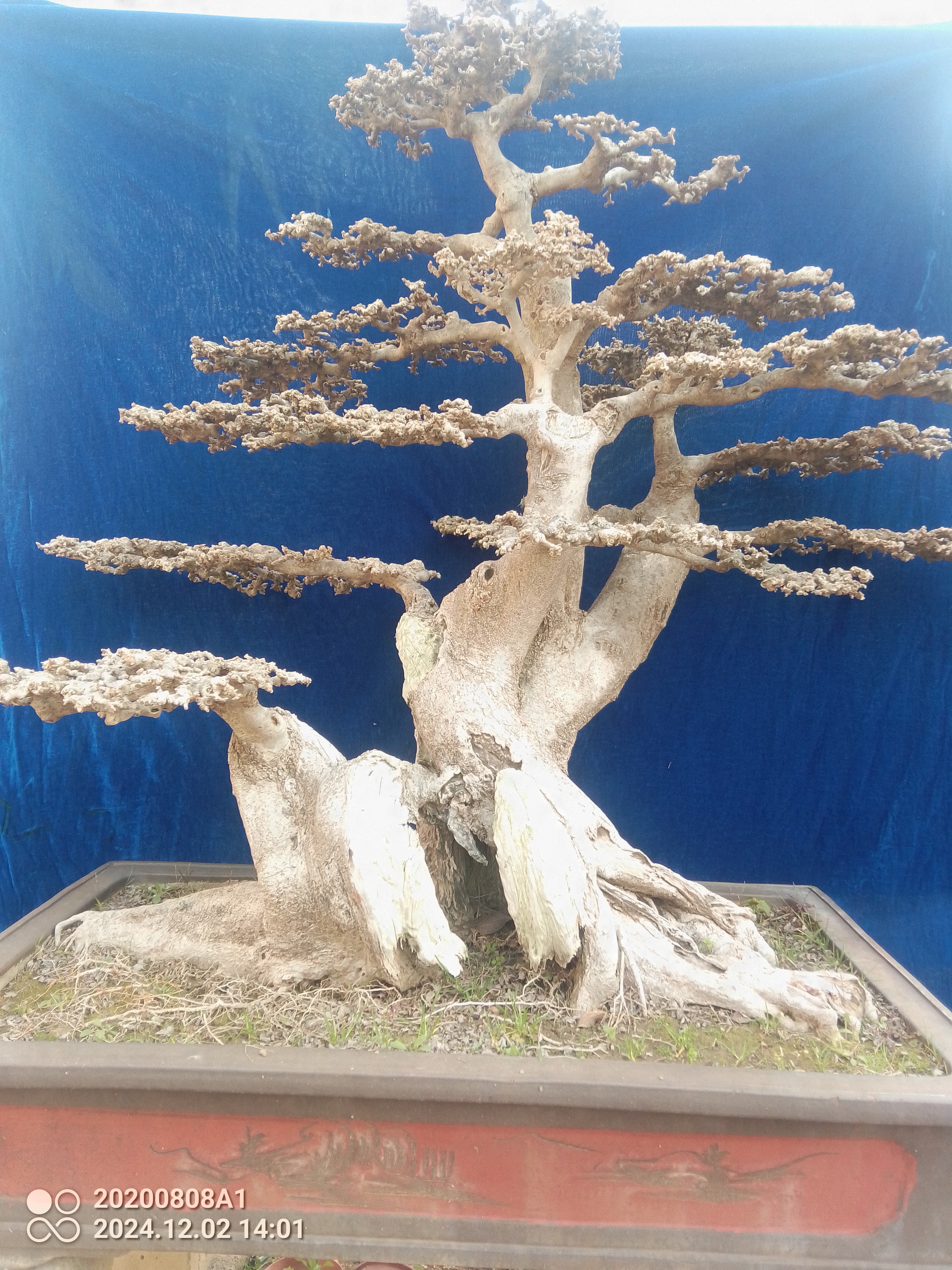 对节白蜡精品盆景室内阳台办公室绿植老中小微型京山包邮直发