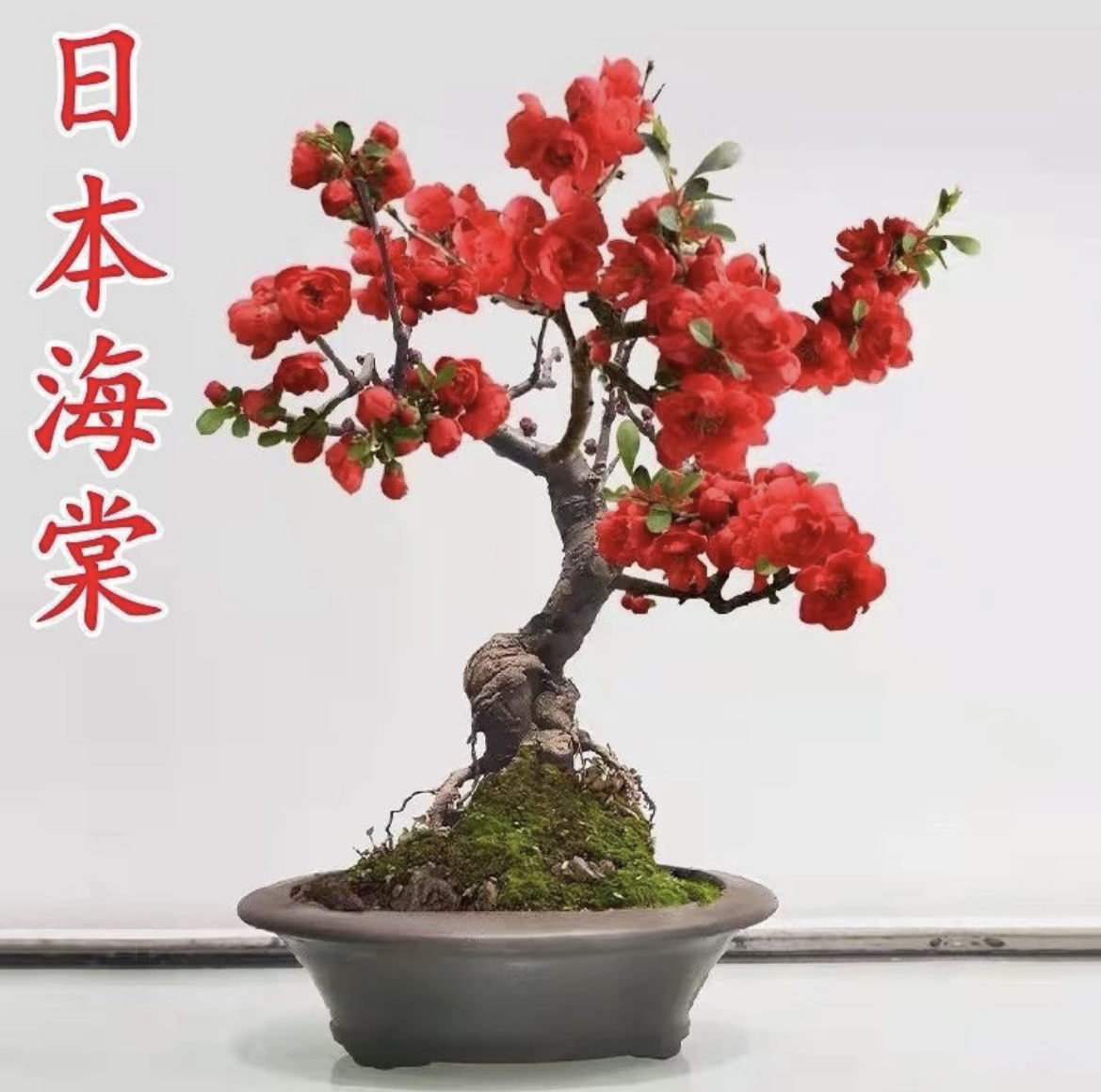 海棠花各种老桩盆栽