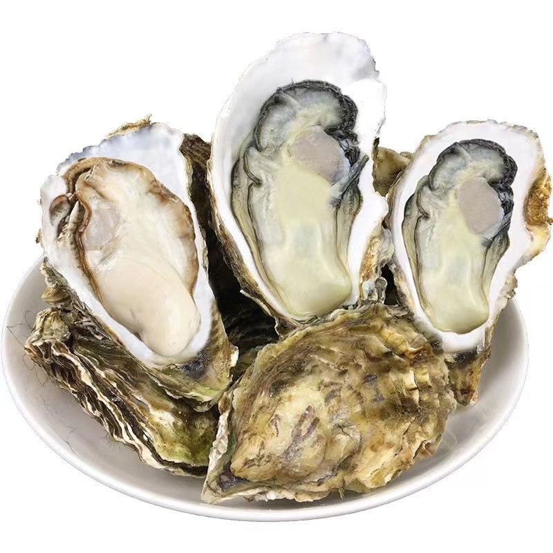 【大海严选】生蚝三倍体  满肉  10斤
