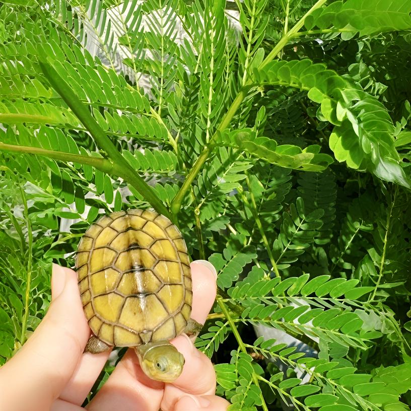 【直播间专用】小青黄喉拟水龟观赏龟，私自乱拍的统一发龟粮！