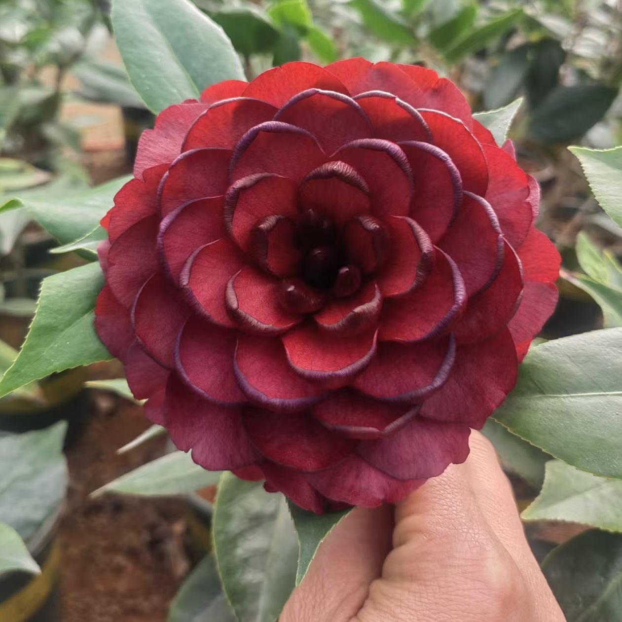 直播间茶花一物一拍链接