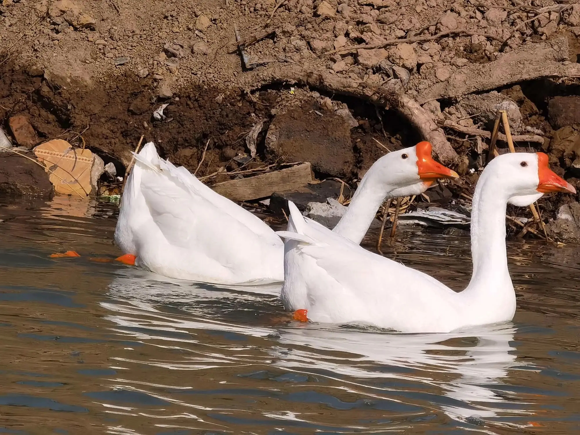 精品老鹅  农户散养  五谷喂养  大白鹅 雁鹅  马岗鹅顺丰包邮