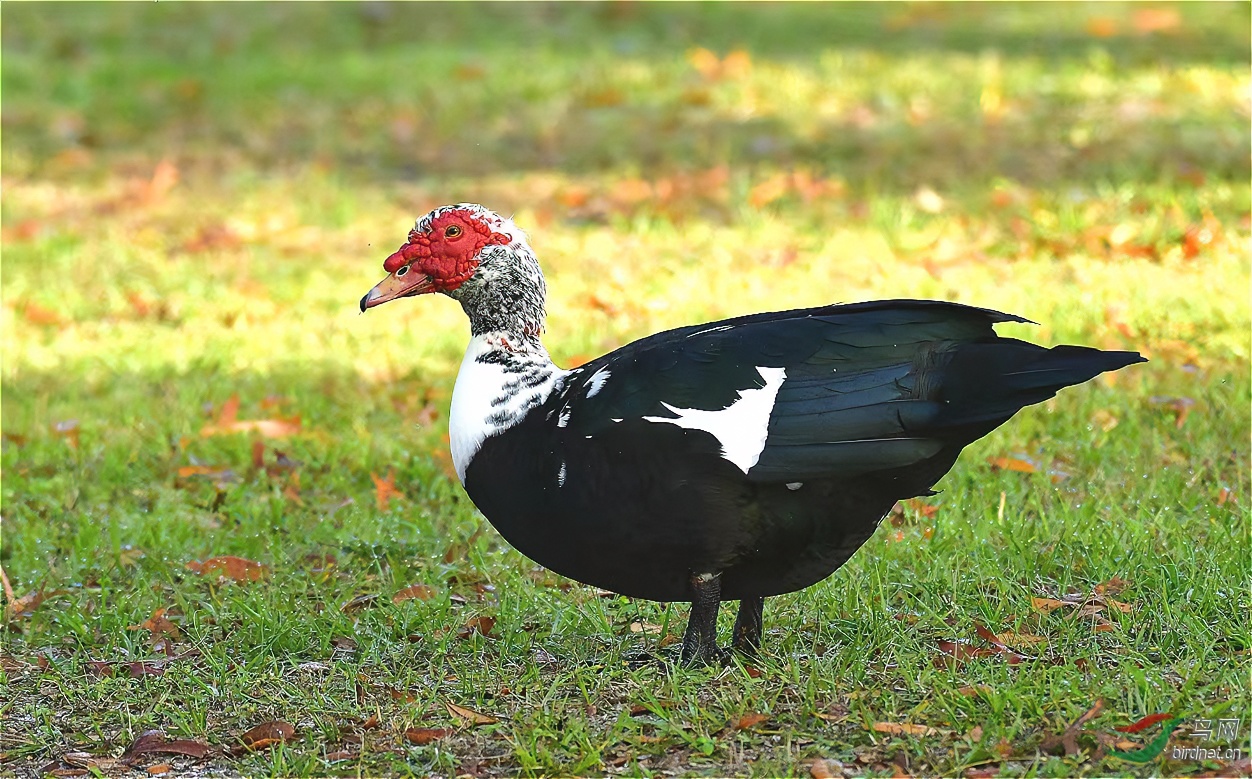 老番鸭  鸳鸯鸭  五谷杂粮喂养  新鲜现杀 顺丰包邮