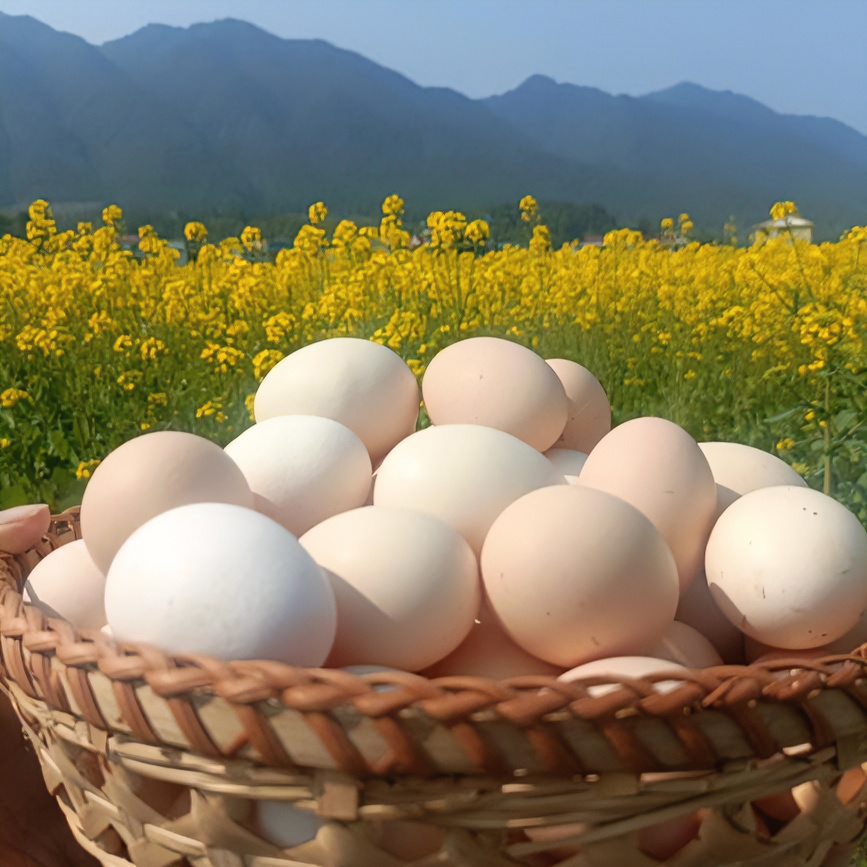 农产品农家散养营养新鲜土鸡蛋现捡现发10枚，30枚包邮