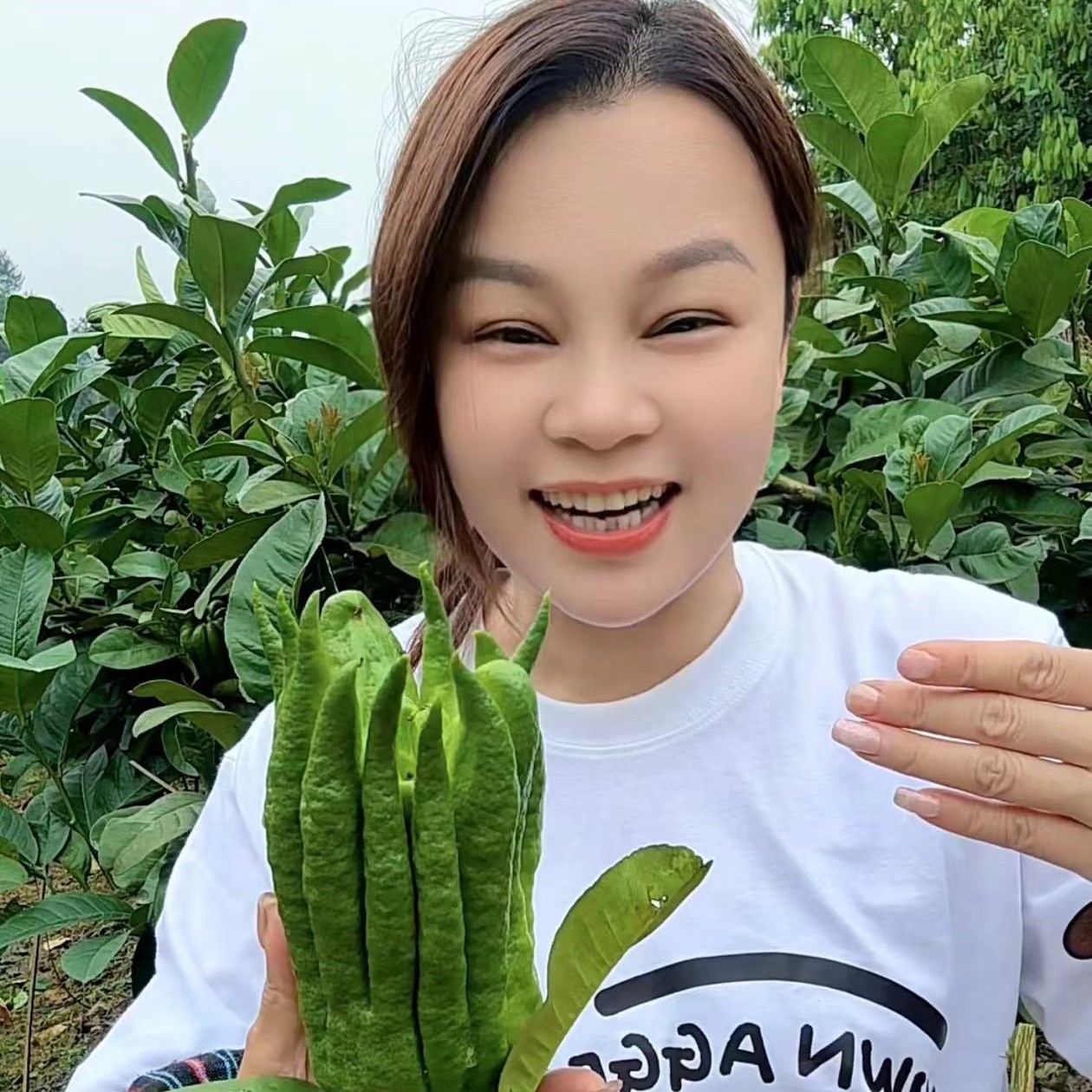 【陈红精选】肇庆佛手果清供车载除味泡蜂蜜佛手柑