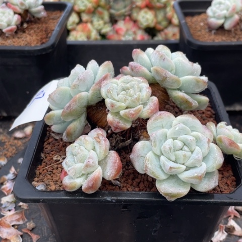 02冰玉老桩群生12厘米6头