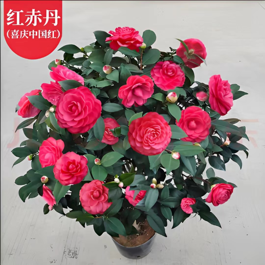 LJ花卉红赤丹  茶花耐寒耐热盆栽地栽绿植室内室外庭院阳台