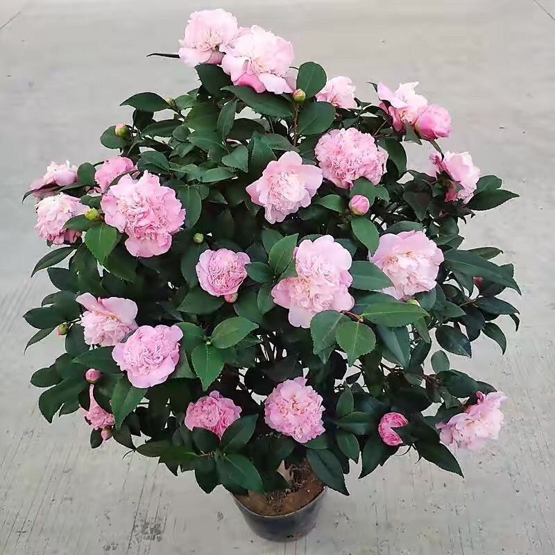 HH冰美人 浓香茶花带花苞 四季开花好养耐寒耐热室内室外盆栽