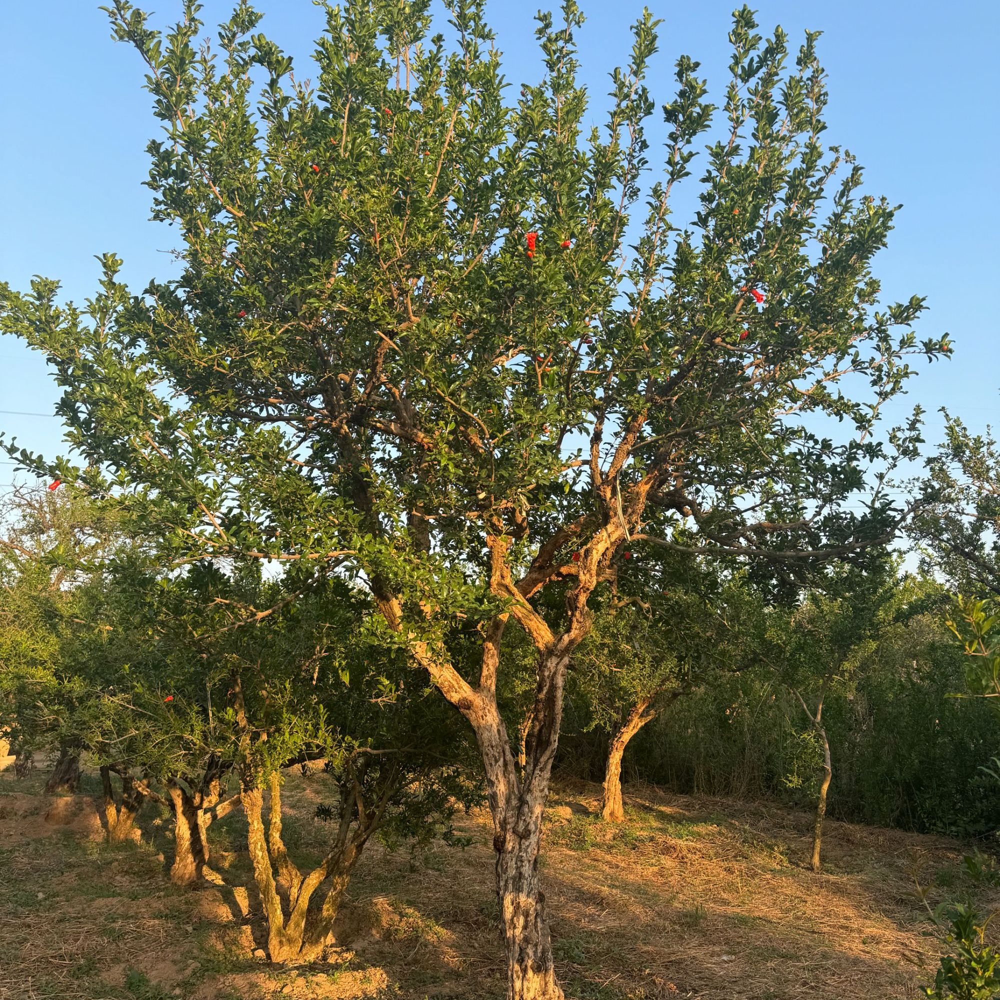 庭院景观艺术盆景独特设计一物一拍