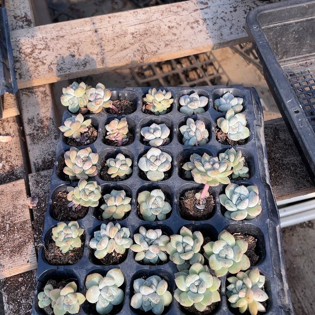 星影穴苗70颗冠幅2厘米新疆西藏不发