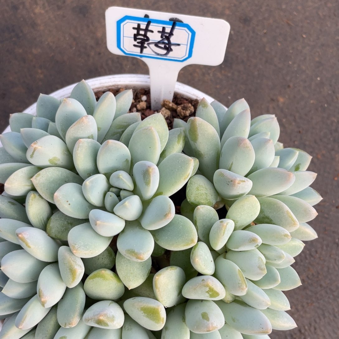 草**?姐姐说要吃东西的时候