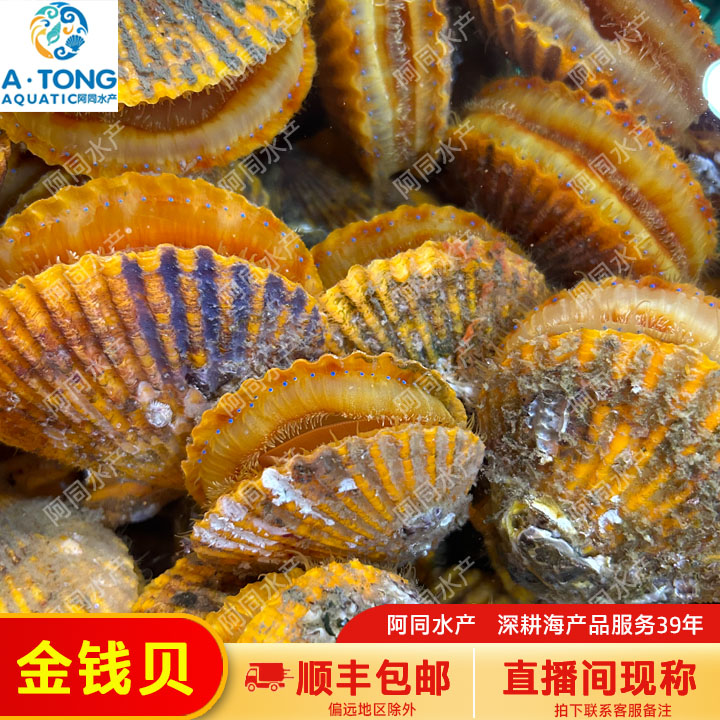【阿同海鲜】金钱贝扇贝 肉质鲜嫩直播间现称