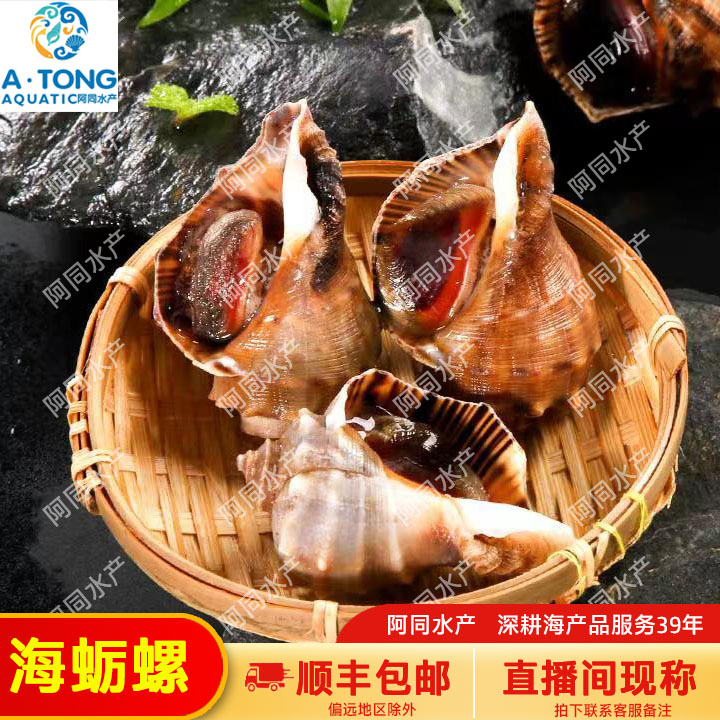 【阿同海鲜】海蛎螺刺螺 肉质紧实Q弹