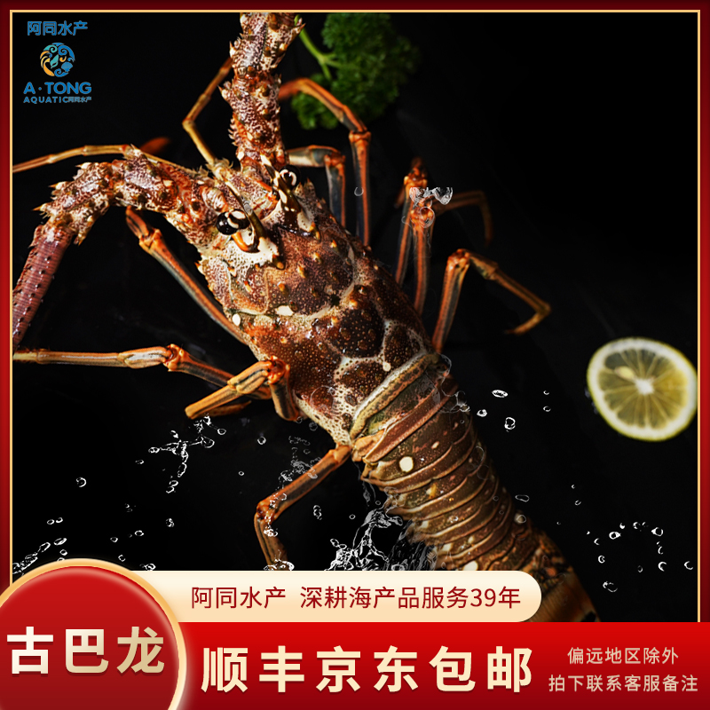 【阿同海鲜】新鲜缺氧古巴龙 肉质饱满鲜嫩